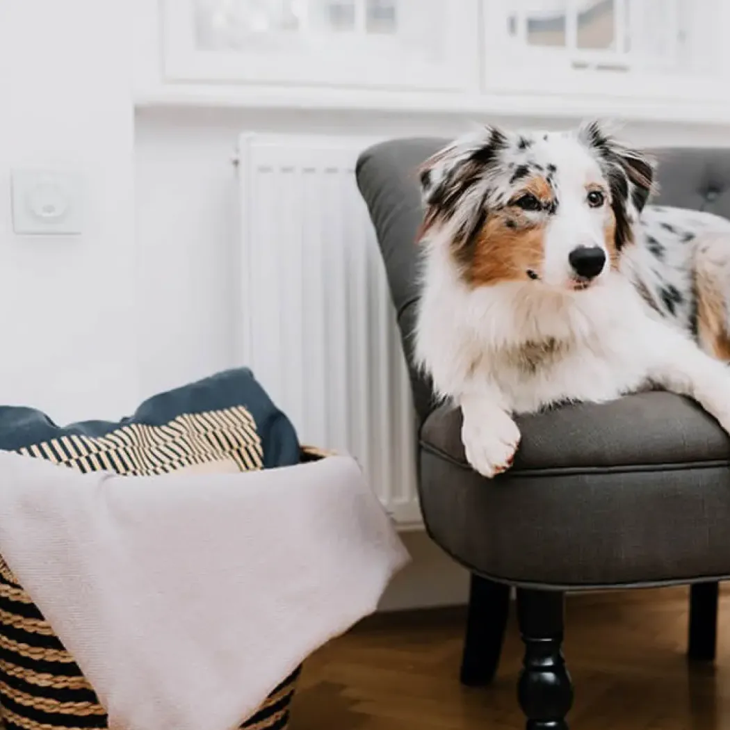 Miteless Home kjemikaliefri middbeskyttelse med ultralyd, grå