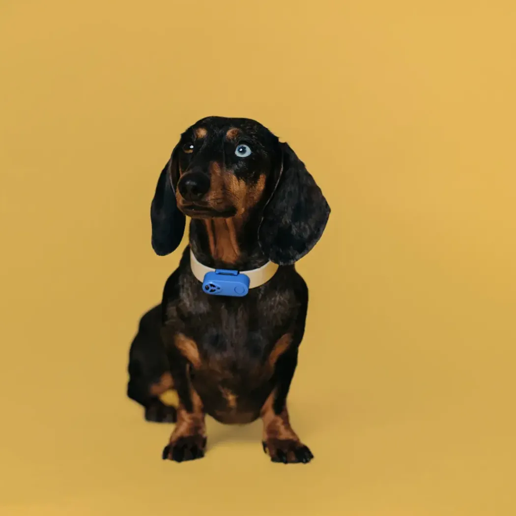 TICKLESS Kjemikaliefri flåttbeskyttelse for hund, svart